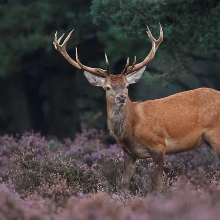 Houtlodge 18 Persons Villa *